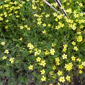 Bidens x 'Golden Yellow' (2)